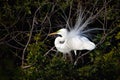 Egret bird with breeding plumage Royalty Free Stock Photo