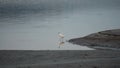 Egret bird fishing in the lake