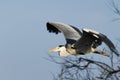 Egret bird in flight