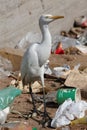 Egret bird on the landfill