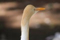 Egret Bird Neck Closeup Face With Selective Focus Royalty Free Stock Photo