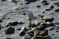 Egret bird perched on a rocky beach shoreline, near tranquil blue waters Royalty Free Stock Photo