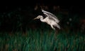 Egret bird ready to land in the paddy field Royalty Free Stock Photo
