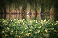 Egret Bird Wades Through a Pond Next to Cattails
