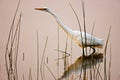 Egret bird wading in lake Royalty Free Stock Photo