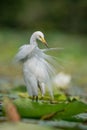 Egret bird in water lake Royalty Free Stock Photo