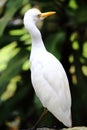 Egret Bird