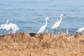 Egret birds walking on beach Royalty Free Stock Photo