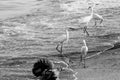 Egret birds walking on beach Royalty Free Stock Photo