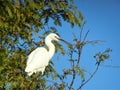 Egret and Blue sky