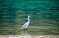 Egret in blue water of ganga rishikesh beautiful background