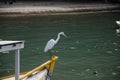 The egret Royalty Free Stock Photo