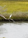 Egret on the Bogue Sound