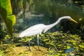 Egret - Botanic Garden Rio de Janeiro, Brazil