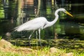 Egret - Botanic Garden Rio de Janeiro, Brazil