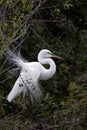 Egret in breeding plumage