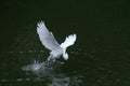 The egret catch fish from the river, in dark green background Royalty Free Stock Photo