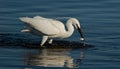 Egret catching a fish