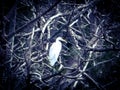 Egret Royalty Free Stock Photo