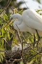 Egret with chicks in nest Royalty Free Stock Photo