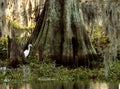 Egret and Cypress Royalty Free Stock Photo