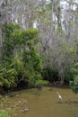 Egret in a Cypress Swamp