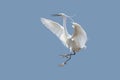 Egret Royalty Free Stock Photo