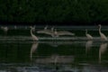 egret dance in the morning Royalty Free Stock Photo