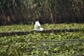 Egret