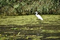 Egret