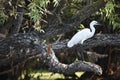 Egret