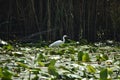 Egret