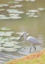 Egret (Egretta garzetta) bird walking