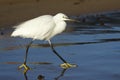 Egret, Egretta garzetta , walking along the beach Royalty Free Stock Photo