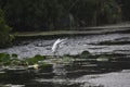 Egret