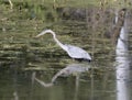 Egret enjoying his reflection Royalty Free Stock Photo