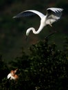 Egret family Royalty Free Stock Photo