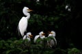 Egret family Royalty Free Stock Photo