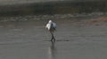 Egret habitat in a field Royalty Free Stock Photo