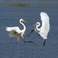 Egret fighting Royalty Free Stock Photo