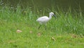 Egret