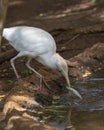 Egret with fish Royalty Free Stock Photo