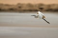 Egret in flight Royalty Free Stock Photo
