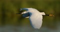 Egret in flight