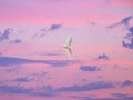 Egret in flight against colorful sunset sky Royalty Free Stock Photo