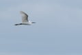 Egret in flight on a hazy day