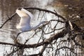 Egret in flight, Rhone delta, Camargue, France Royalty Free Stock Photo