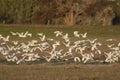 Egret flock in flight, La Pampa province,