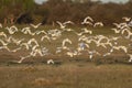 Egret flock in flight, La Pampa province,