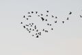 Egret flock in flight, La Pampa province,
